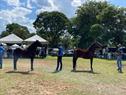 30ª Exposição Especializada do Cavalo Mangalarga Marchador de Mococa 2023.  De 06 a 08 de abril